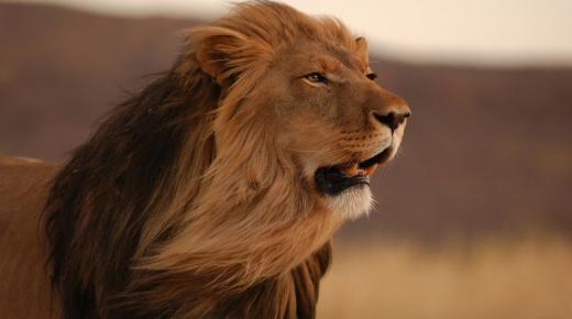 Lær om tolkningen av løven i drømmen til Ibn Sirin