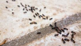 7 indicazioni per l'interpretazione di formiche nere in un sognu da Ibn Sirin, cunnosci in dettagliu