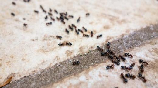 Bir rüyada siyah karıncaların İbn Şirin tarafından yorumlanması için 7 gösterge, onları ayrıntılı olarak tanıyın