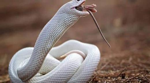 Beyaz yılan rüyasının İbn Şirin ve kıdemli alimler tarafından yorumlanması