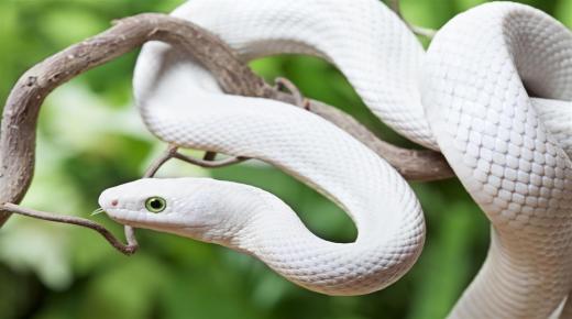 Lær om tolkningen av den hvite slangen i en drøm av Ibn Sirin