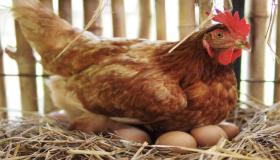 इब्न सिरिन द्वारा सपने में अंडे और मुर्गियां देखने की व्याख्या