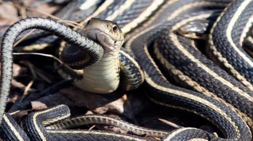 Lær tolkningen av å se små slanger i en drøm av Ibn Sirin