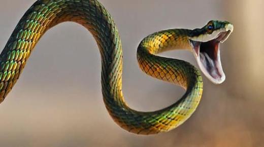 7 indikationer på at se drabet på en slange i en drøm af Ibn Sirin, lær dem at kende i detaljer