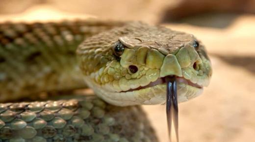 Lær om tolkningen av slangen i en drøm av Ibn Sirin