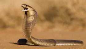 Hva er tolkningen av slangedrømmen til Ibn Sirin?