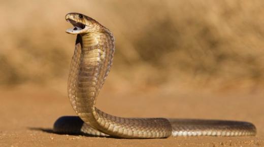 Fortolkning af et slangeangreb i en drøm af Ibn Sirin