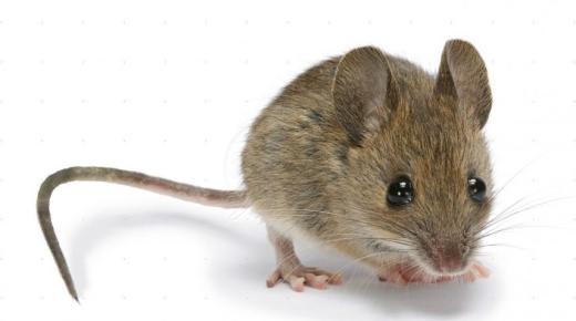 Tolkning av å se rotter og mus i en drøm av Ibn Sirin