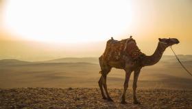 Узнайте о толковании увидеть во сне верблюда одинокой женщине по Ибн Сирину.