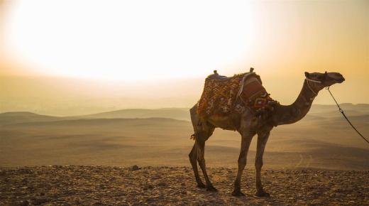 Lær om fortolkningen af ​​at se en kamel i en drøm for en enkelt kvinde, ifølge Ibn Sirin