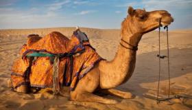 De viktigste tolkningene av å se en kamel slaktet i en drøm av Ibn Sirin