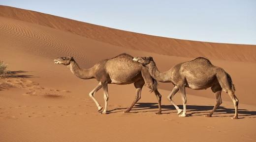 10 interpretoj de furioza kamelo en sonĝo laŭ Ibn Sirin