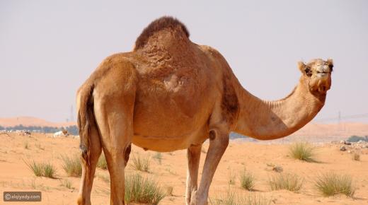 Који је симбол камиле у сну Ибн Сирина?