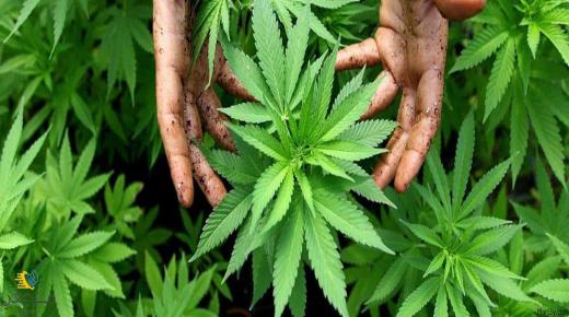 Ukuhunyushwa kombono we-cannabis ephusheni ngu-Ibn Sirin