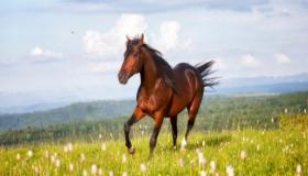 वरिष्ठ न्यायविदों के अनुसार सपने में घोड़ा ख़रीदने के सपने की क्या व्याख्या है?