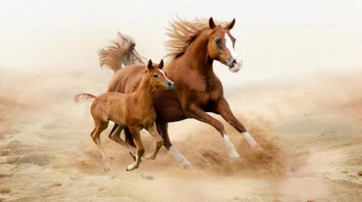 Lær om tolkningen av å se en hest i en drøm av Ibn Sirin