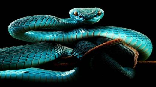 Lær tolkningen av å se en slange i en drøm av Ibn Sirin