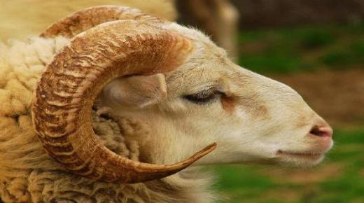 Apakah tafsiran mimpi tentang kepala kambing biri-biri yang terputus menurut Ibnu Sirin?