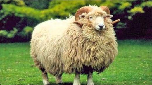 Fortolkning af at se et får i en drøm af Ibn Sirin