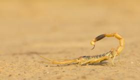 Den viktigste 20 tolkningen av en drøm om en gul skorpion for en gift kvinne