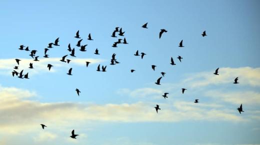 इब्न सिरीनच्या स्वप्नात पक्षी पाहण्याचे 7 संकेत, त्यांना तपशीलवार जाणून घ्या