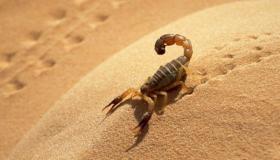 Ukuhunyushwa kwephupho mayelana ne-yellow scorpion sting ngu-Ibn Sirin