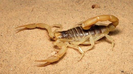 Å se en skorpion i en drøm og drepe den ifølge Ibn Sirin