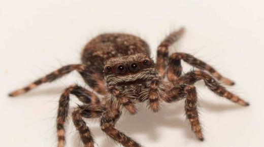 İbn Şirin'in rüyada örümcek görmenin en önemli 20 yorumu hakkında bilgi edinin.