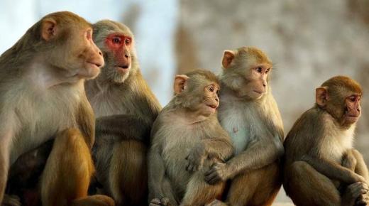 इब्न सिरिन द्वारा सपने में बंदरों को देखने की व्याख्या जानें