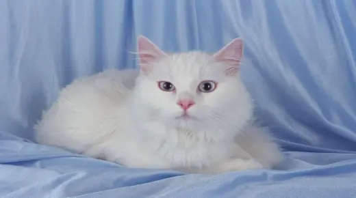 इब्न सिरीनने स्वप्नात पांढरी मांजर पाहण्याची व्याख्या