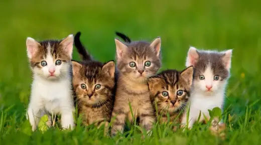 इब्न सिरिन द्वारा एकल महिलाओं के लिए सपने में बिल्लियों को देखने की व्याख्या सीखें