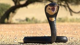 Lær tolkningen av å se en kobra i en drøm av Ibn Sirin