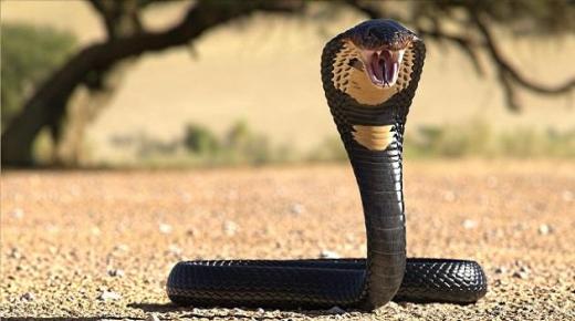 Amparate l'interpretazione di vede una cobra in un sognu da Ibn Sirin