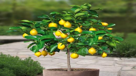 Spoznajte razlago limoninega drevesa v sanjah Ibn Sirina