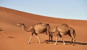 De viktigste tolkningene av Ibn Sirin for å se en kamel i en drøm