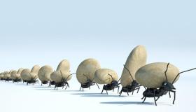 Hvad er fortolkningen af ​​at se myrer i en drøm af Ibn Sirin?