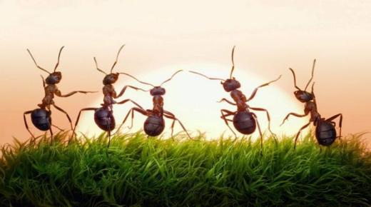 Interpretazioni di Ibn Sirin per vede un discu di formica in un sognu