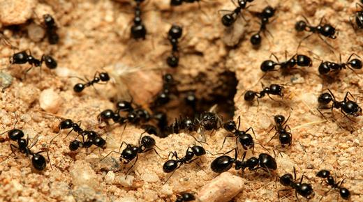 Aký je výklad sna o mravcoch a šváboch podľa Ibn Sirina?