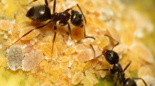 इब्न सिरीन द्वारे स्वप्नातील मुंग्यांचे स्पष्टीकरण