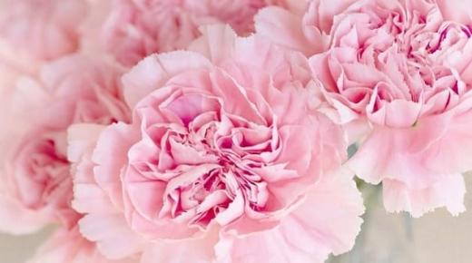 Lees meer over de interpretatie van een droom over roze rozen door Ibn Sirin