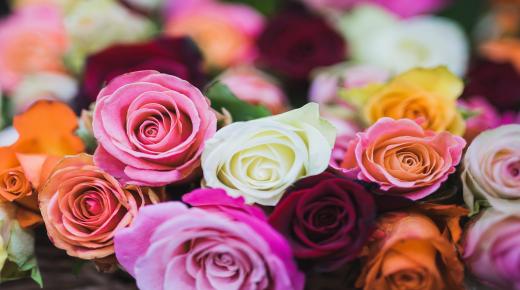 Tolkning av å plukke roser i en drøm for en singel kvinne, ifølge Ibn Sirin
