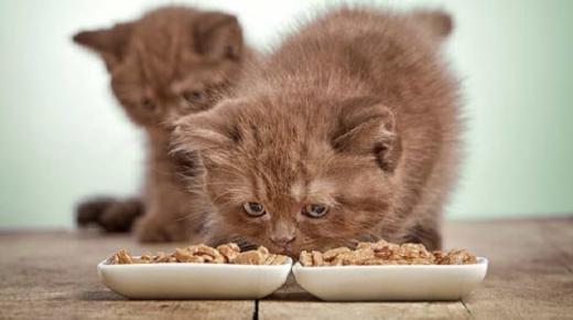 Lær fortolkningen af ​​at fodre katte i en drøm af Ibn Sirin