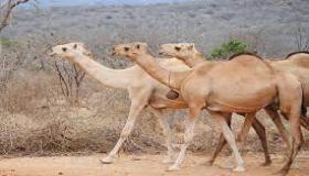 Hva er tolkningen av å se mange kameler i en drøm ifølge Ibn Sirin?