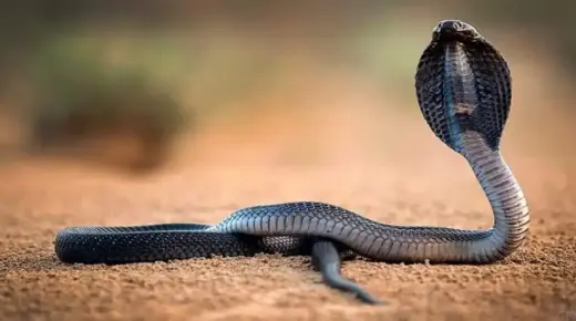 Naučite o tumačenju crne zmije u snu prema Ibn Sirinu