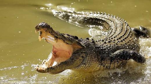 Научите тумачење сна о крокодилу за удату жену Ибн Сирина