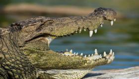 Lær om tolkningen av en krokodille i en drøm av Ibn Sirin