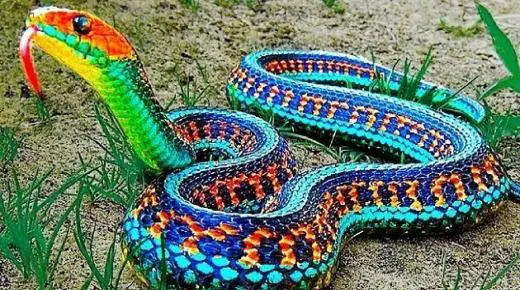 Lær om tolkningen av drømmen om fargede slanger av Ibn Sirin