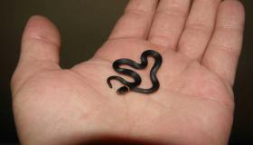 Lær mer om tolkningen av å se en liten slange i en drøm av Ibn Sirin