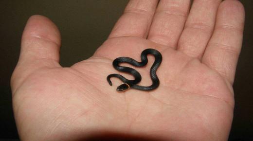 Küçük bir yılanla ilgili rüyanın İbn Şirin tarafından yorumlanması
