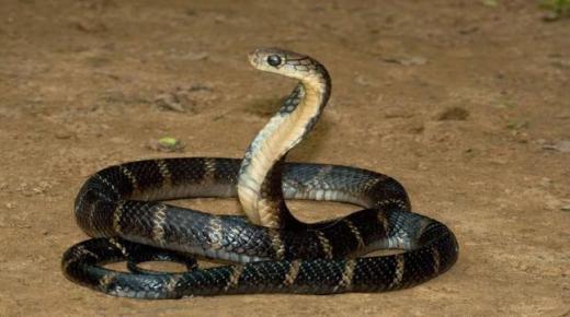 Lær om tolkningen av slangedrømmen til Ibn Sirin
